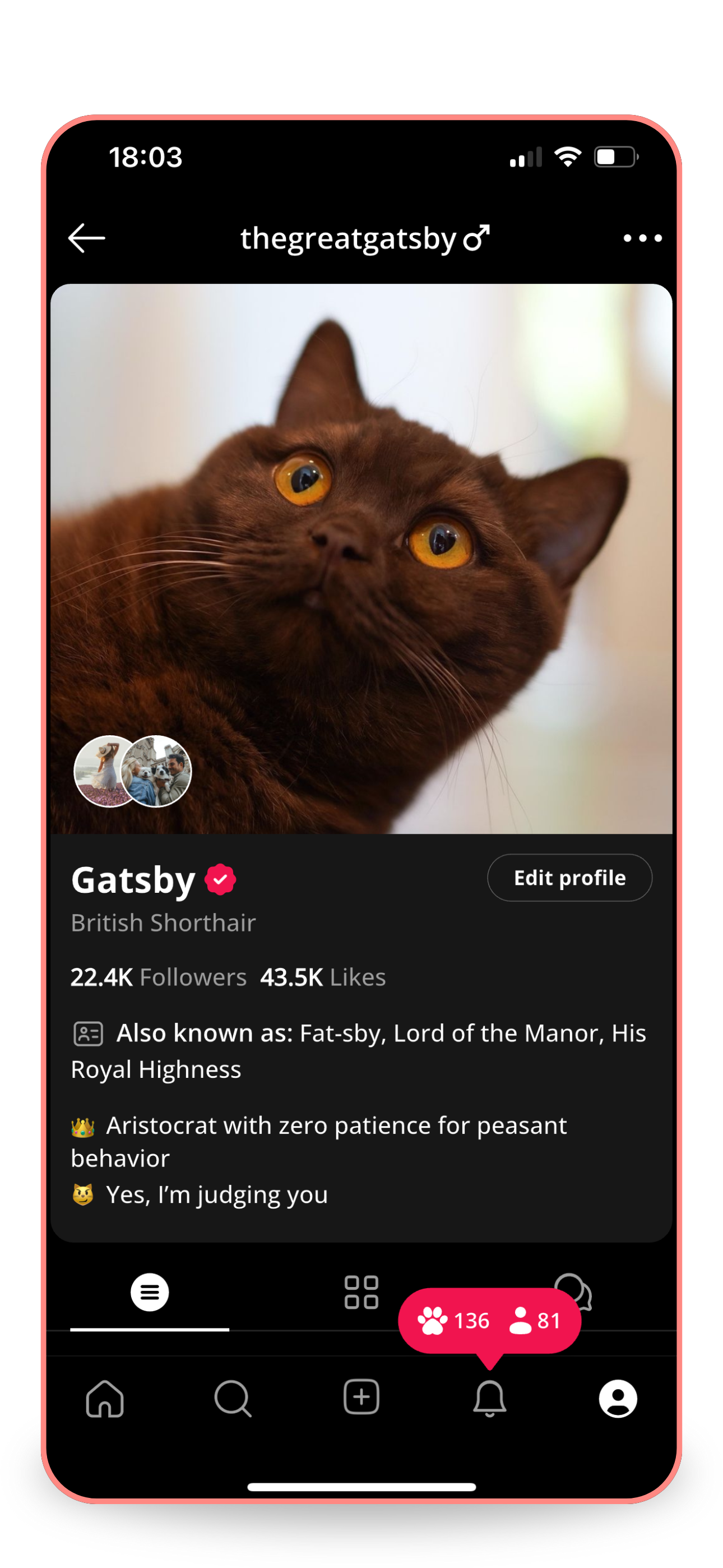 Screenshot of Gatsby's profile on the Petme app, a British Shorthair cat with yellow eyes. 22.4K followers, 43.5K likes.